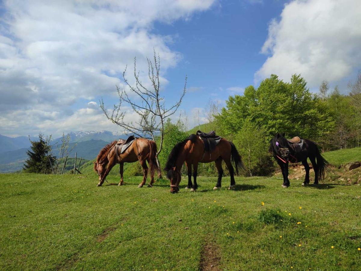 Koliba Marijanovic Villa Andrijevica Esterno foto